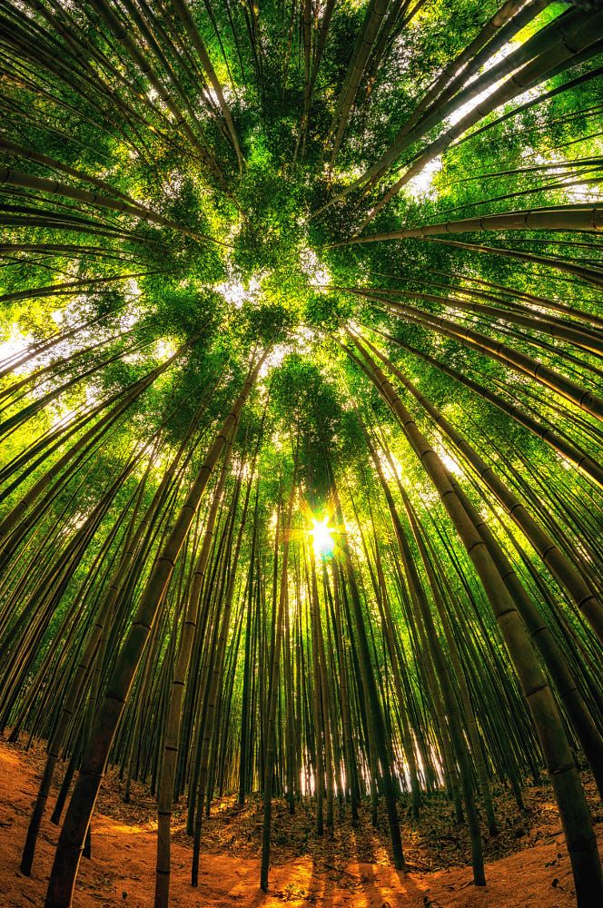 https://mdw-travel-data-us-east-1.s3.amazonaws.com/img/country/South-Korea/Damyang-Bamboo-Forest/img_01.jpg