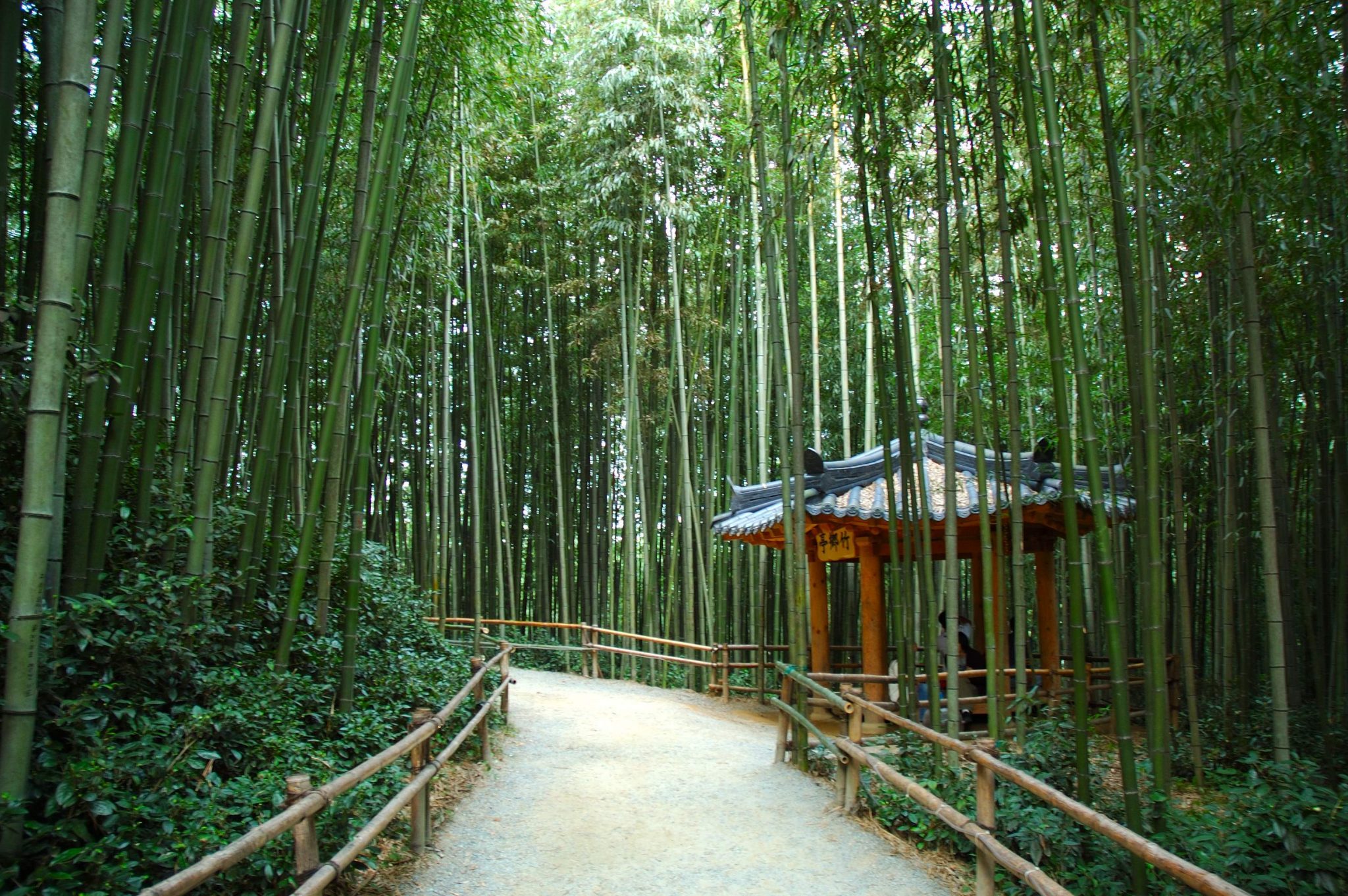 https://mdw-travel-data-us-east-1.s3.amazonaws.com/img/country/South-Korea/Damyang-Bamboo-Forest/img_02.jpg