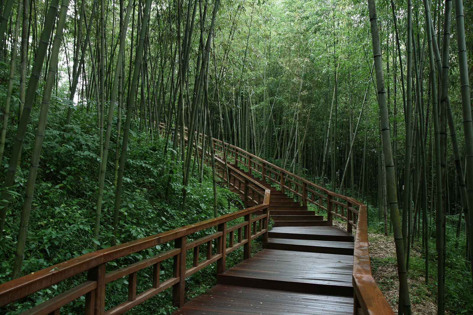 https://mdw-travel-data-us-east-1.s3.amazonaws.com/img/country/South-Korea/Damyang-Juknokwon-Bamboo-Forest/img_01.jpg