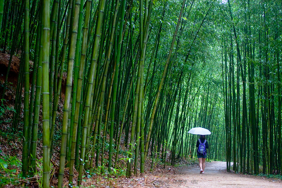 https://mdw-travel-data-us-east-1.s3.amazonaws.com/img/country/South-Korea/Damyang-Juknokwon-Bamboo-Forest/img_02.jpg