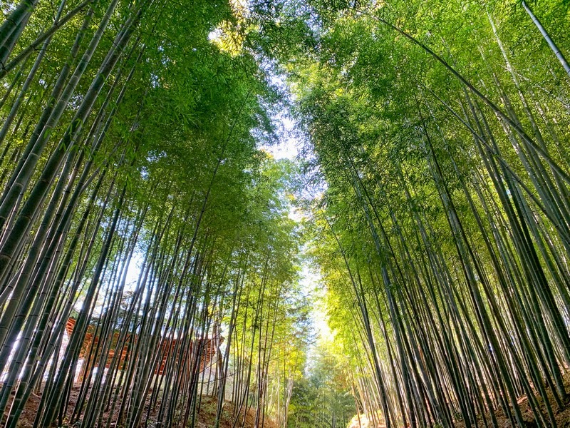 https://mdw-travel-data-us-east-1.s3.amazonaws.com/img/country/South-Korea/Damyang-Juknokwon-Bamboo-Forest/img_03.jpg
