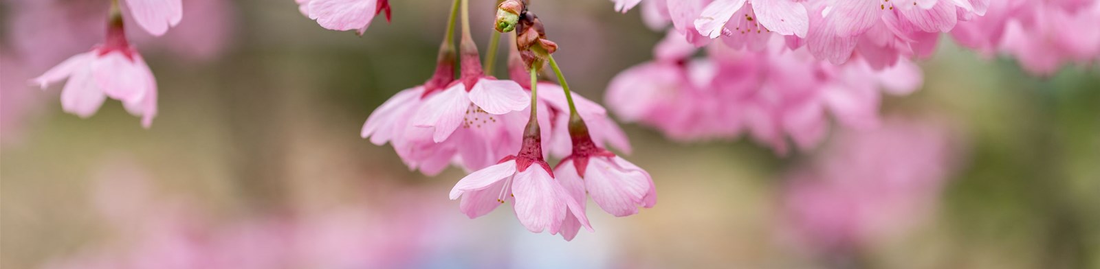 https://mdw-travel-data-us-east-1.s3.amazonaws.com/img/country/South-Korea/Gasan-Arboretum/img_02.jpg