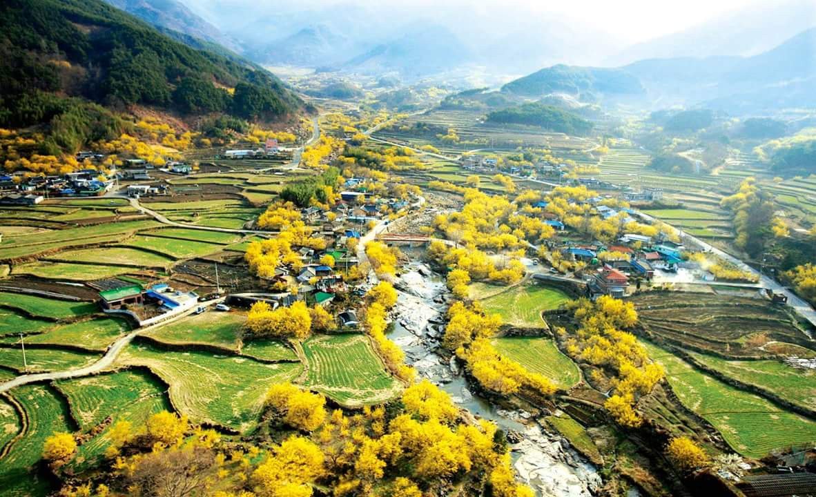 https://mdw-travel-data-us-east-1.s3.amazonaws.com/img/country/South-Korea/Gurye-Sansuyu-Festival/img_02.jpg