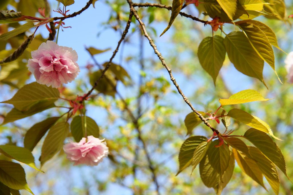 https://mdw-travel-data-us-east-1.s3.amazonaws.com/img/country/South-Korea/Gwanghallu-Garden/img_03.jpg