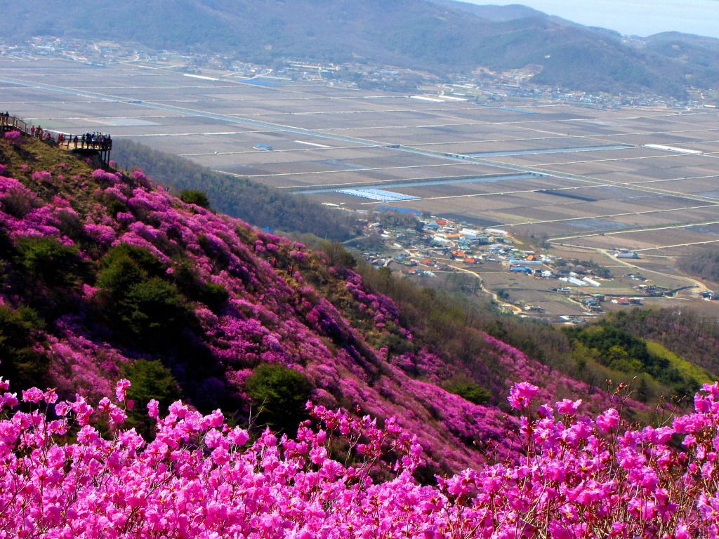 https://mdw-travel-data-us-east-1.s3.amazonaws.com/img/country/South-Korea/Gyejoksan-Mt-Azalea-Festival/img_02.jpg