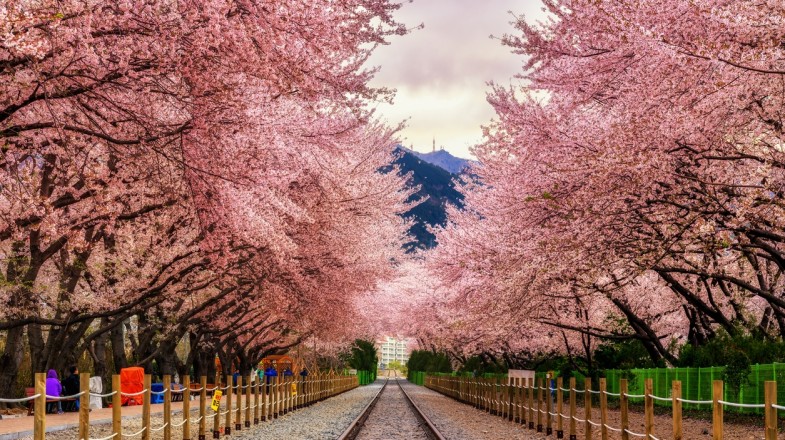 https://mdw-travel-data-us-east-1.s3.amazonaws.com/img/country/South-Korea/Gyeonghwa-Station-Cherry-Blossom-Road/img_00.jpg