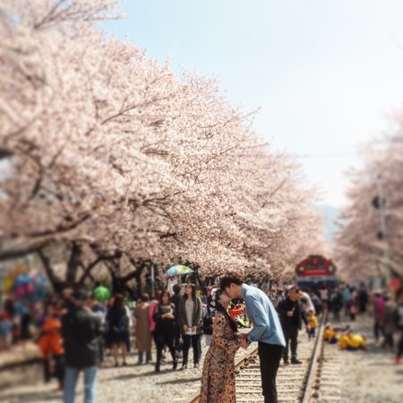 https://mdw-travel-data-us-east-1.s3.amazonaws.com/img/country/South-Korea/Gyeonghwa-Station-Cherry-Blossom-Road/img_02.jpg