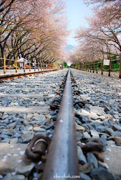 https://mdw-travel-data-us-east-1.s3.amazonaws.com/img/country/South-Korea/Gyeonghwa-Station-Cherry-Blossom-Road/img_03.jpg