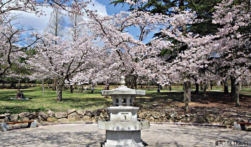 https://mdw-travel-data-us-east-1.s3.amazonaws.com/img/country/South-Korea/Gyeongju-Cherry-Blossom-Festival/img_01.jpg