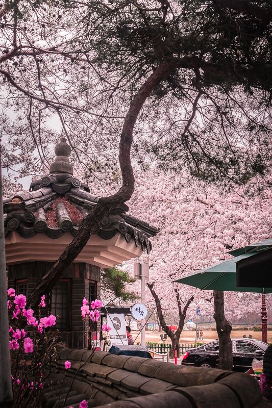 https://mdw-travel-data-us-east-1.s3.amazonaws.com/img/country/South-Korea/Gyeongju-Cherry-Blossom-Festival/img_02.jpg