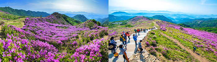 https://mdw-travel-data-us-east-1.s3.amazonaws.com/img/country/South-Korea/Hapcheon-Hwangmaesan-Royal-Azalea-Festival/img_01.jpg