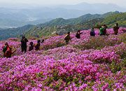 https://mdw-travel-data-us-east-1.s3.amazonaws.com/img/country/South-Korea/Hapcheon-Hwangmaesan-Royal-Azalea-Festival/img_03.jpg