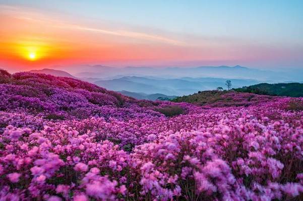 https://mdw-travel-data-us-east-1.s3.amazonaws.com/img/country/South-Korea/Hwangmae-Mountain-Sanjeok-Museum/img_02.jpg