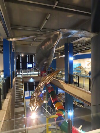 https://mdw-travel-data-us-east-1.s3.amazonaws.com/img/country/South-Korea/Jangsaengpo-Whale-Museum/img_02.jpg
