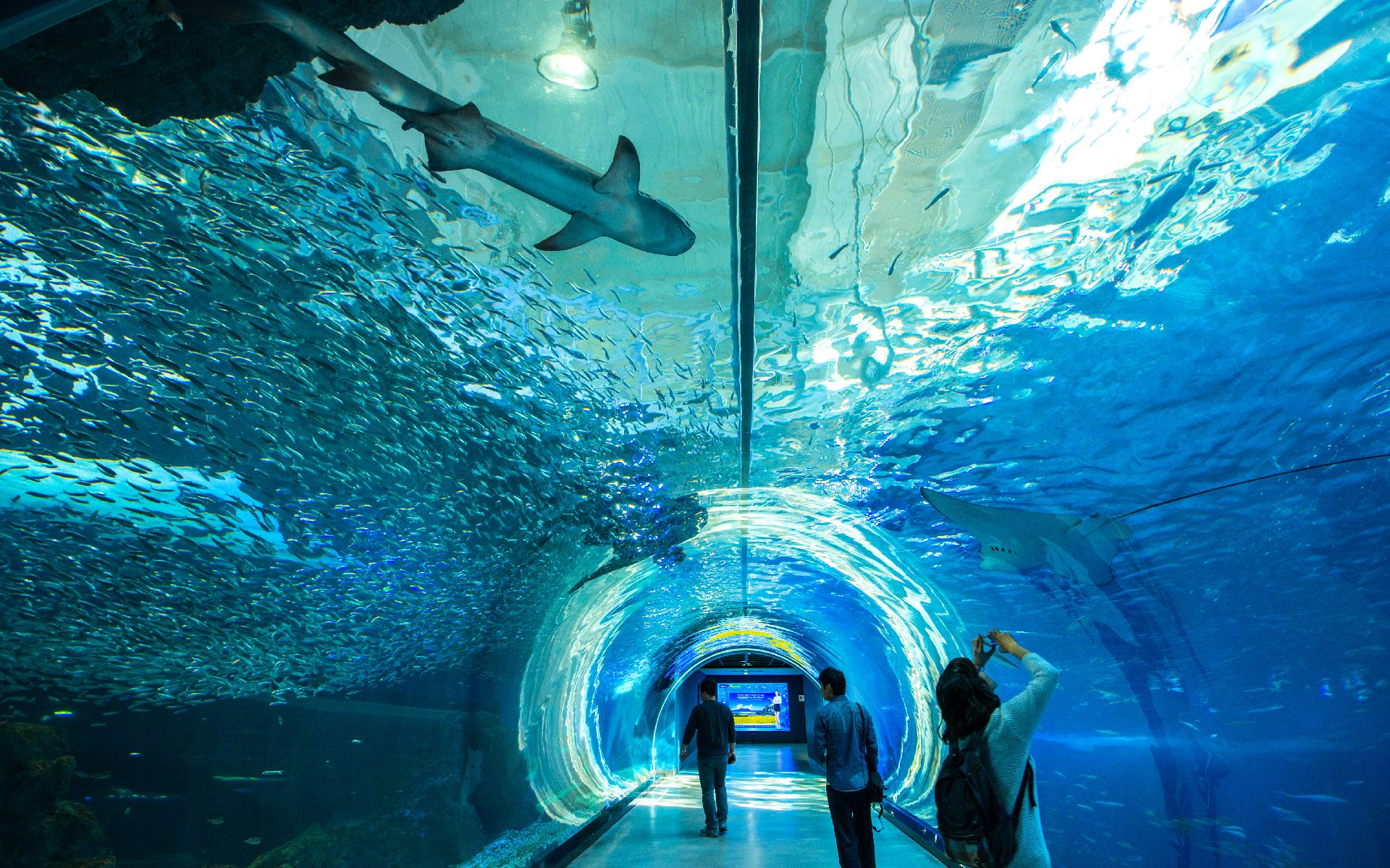 https://mdw-travel-data-us-east-1.s3.amazonaws.com/img/country/South-Korea/Jeju-Aqua-Planet/img_01.jpg