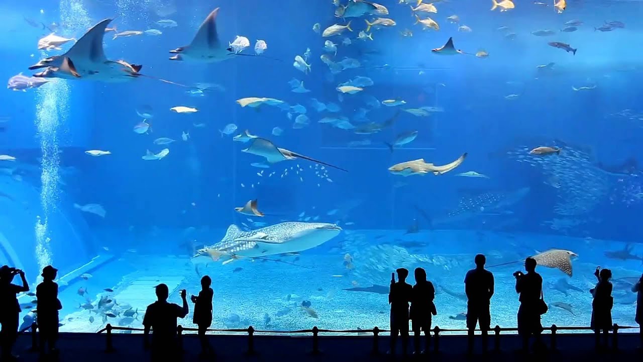 https://mdw-travel-data-us-east-1.s3.amazonaws.com/img/country/South-Korea/Jeju-Aqua-Planet/img_02.jpg