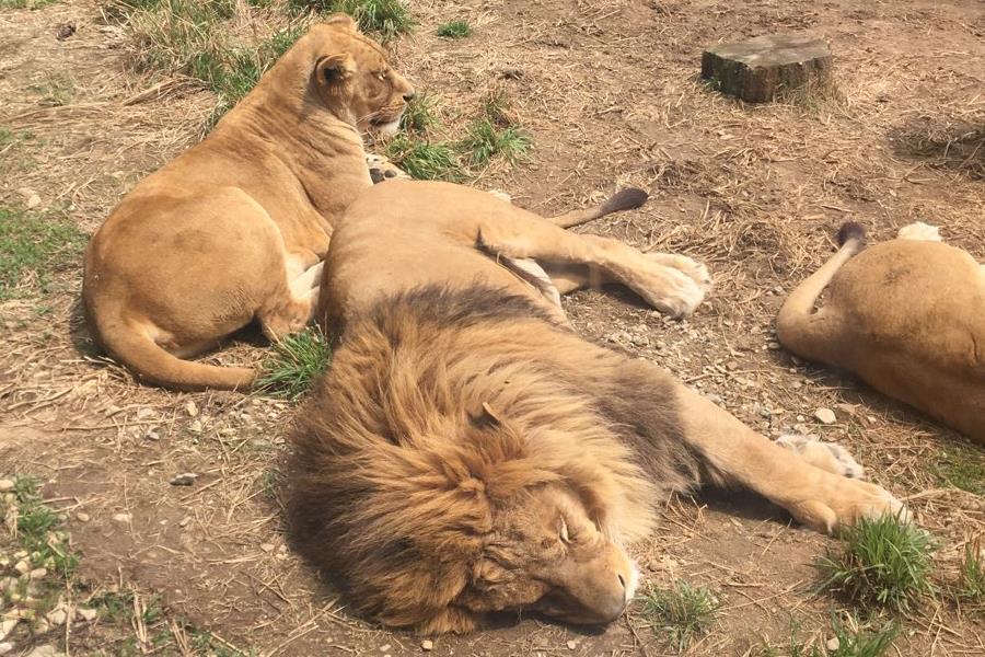 https://mdw-travel-data-us-east-1.s3.amazonaws.com/img/country/South-Korea/Jeonju-Zoo/img_01.jpg