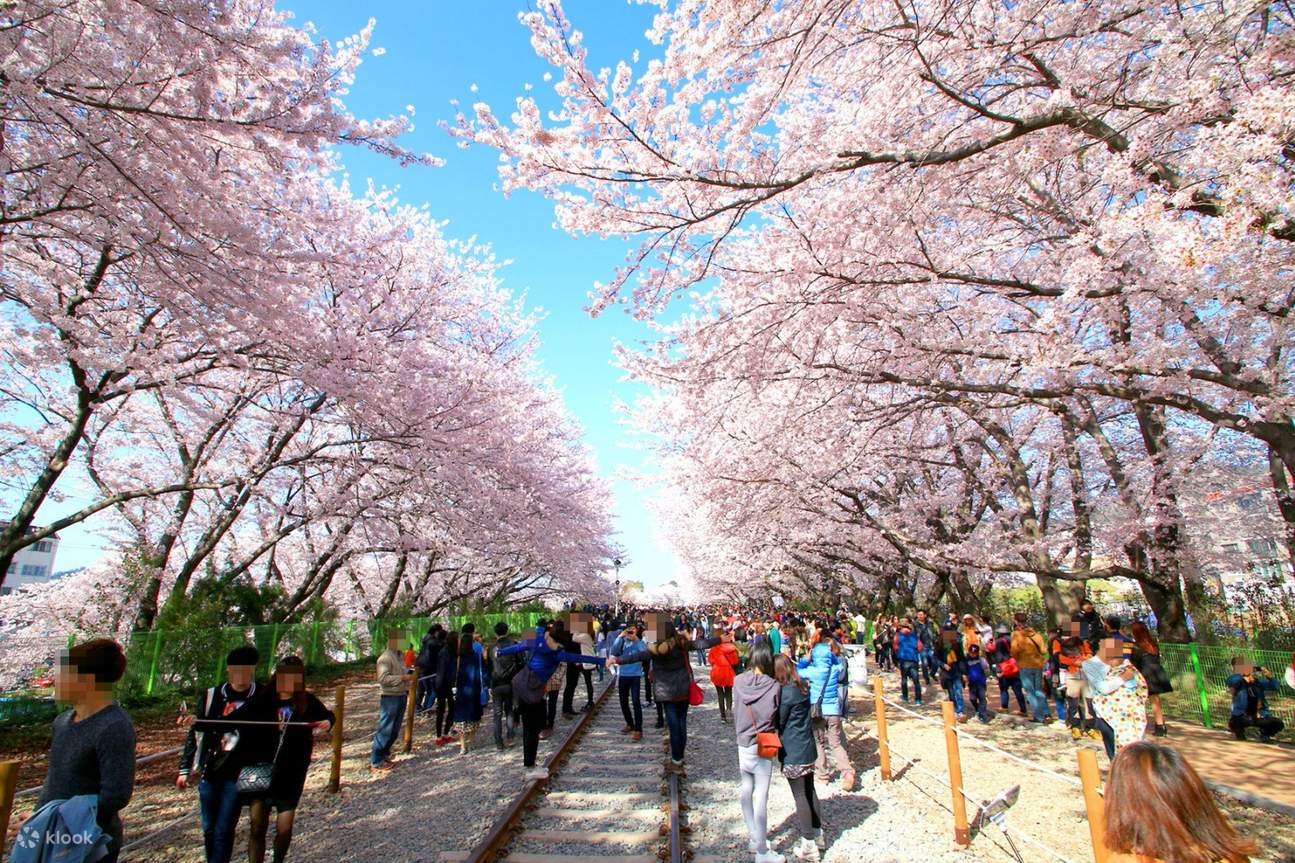 https://mdw-travel-data-us-east-1.s3.amazonaws.com/img/country/South-Korea/Jinhae-Gunhangje-Festival/img_03.jpg
