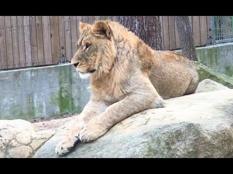 https://mdw-travel-data-us-east-1.s3.amazonaws.com/img/country/South-Korea/Jinnyangho-Zoo/img_02.jpg