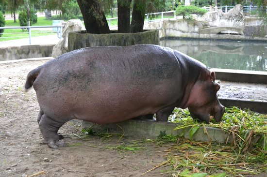 https://mdw-travel-data-us-east-1.s3.amazonaws.com/img/country/South-Korea/Jinnyangho-Zoo/img_03.jpg