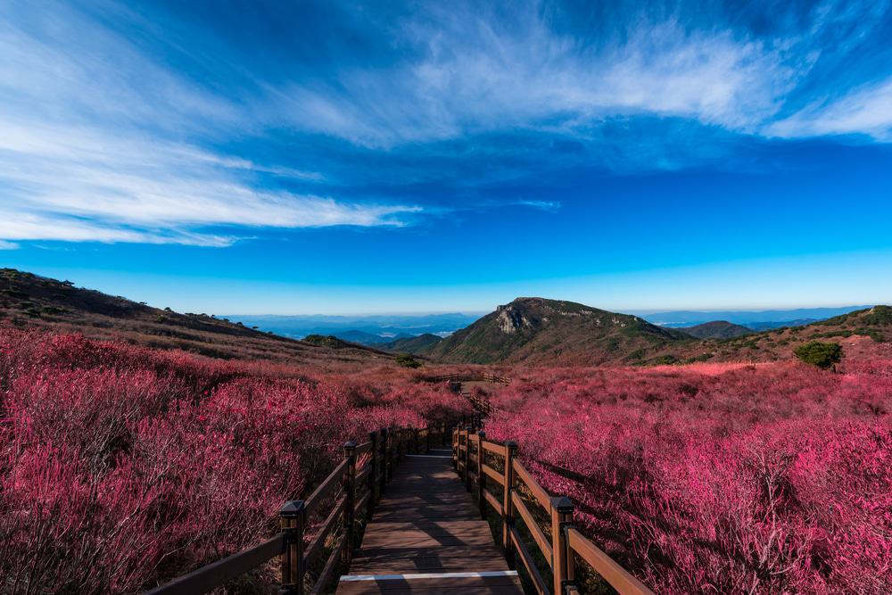 https://mdw-travel-data-us-east-1.s3.amazonaws.com/img/country/South-Korea/Jinwol-Recreation-Forest/img_00.jpg