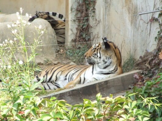 https://mdw-travel-data-us-east-1.s3.amazonaws.com/img/country/South-Korea/Jinyangho-Zoo/img_01.jpg