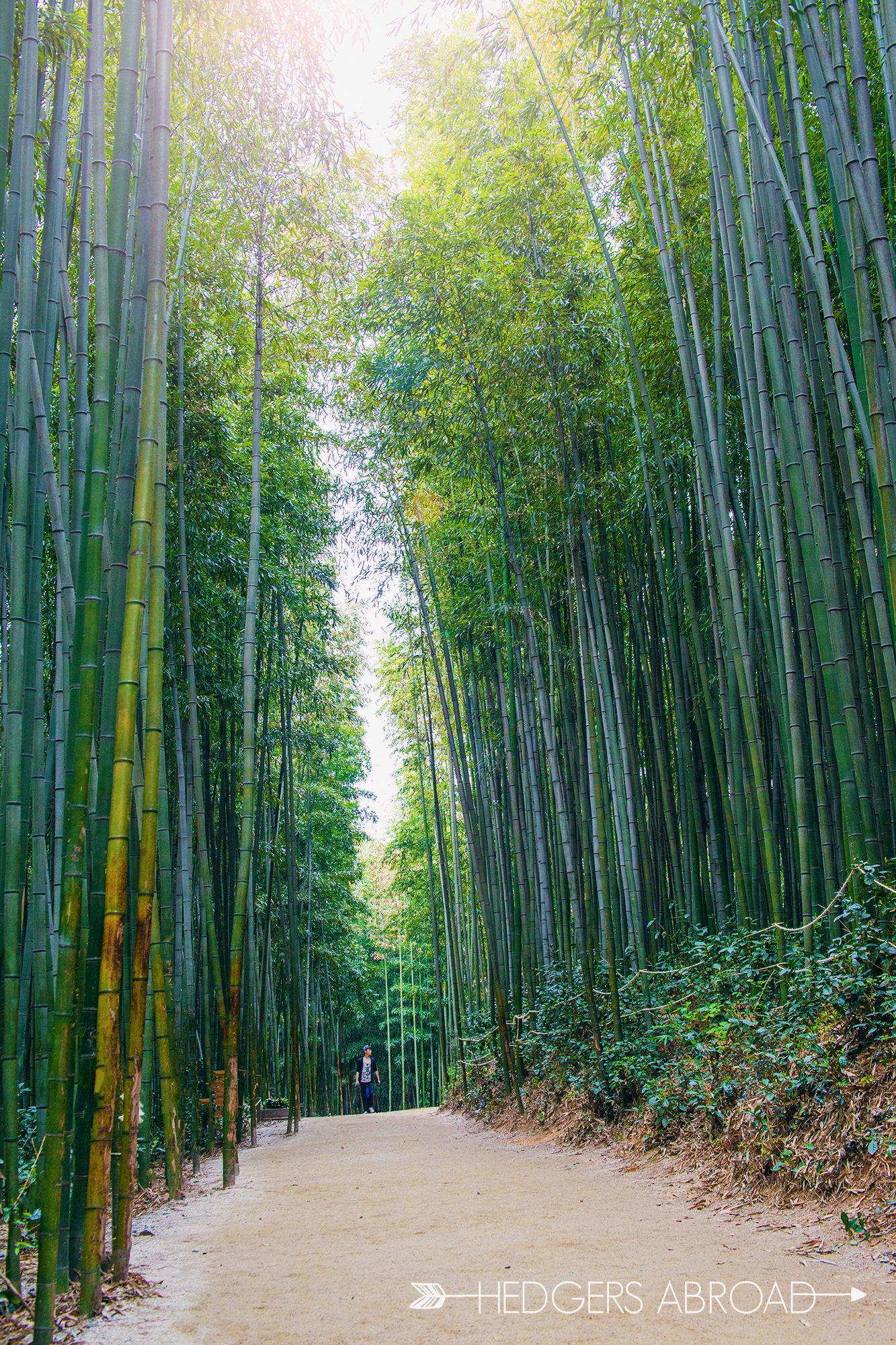 https://mdw-travel-data-us-east-1.s3.amazonaws.com/img/country/South-Korea/Juknokwon-Bamboo-Forest/img_03.jpg