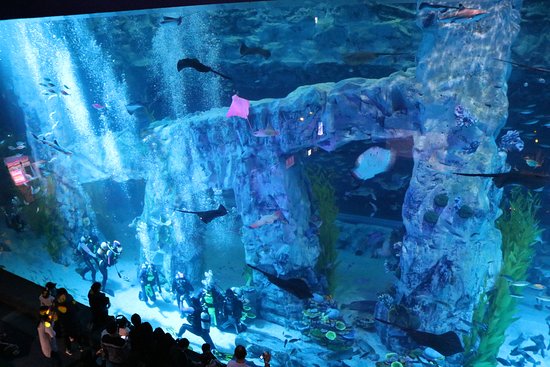 https://mdw-travel-data-us-east-1.s3.amazonaws.com/img/country/South-Korea/Lotte-World-Aquarium/img_01.jpg