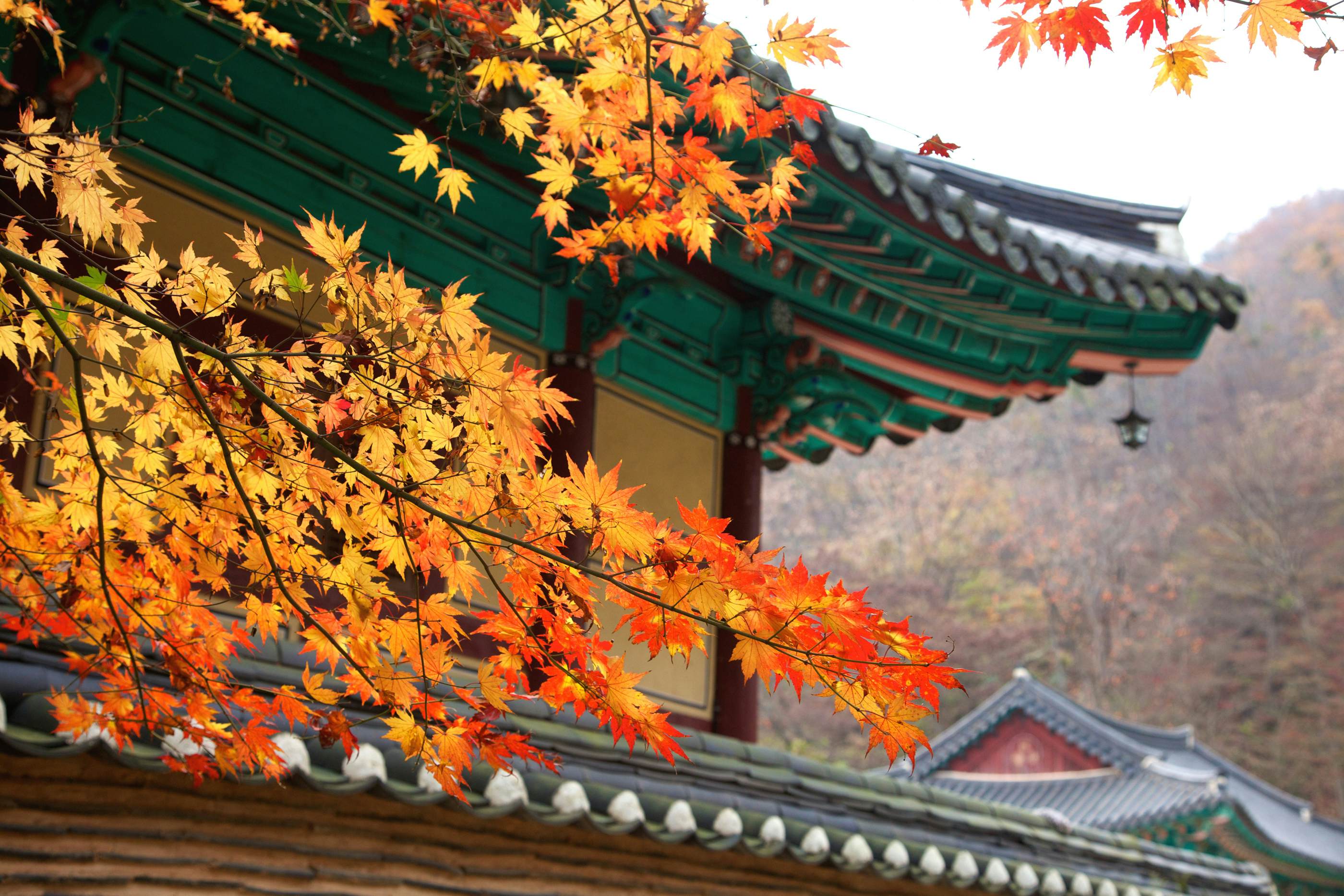 https://mdw-travel-data-us-east-1.s3.amazonaws.com/img/country/South-Korea/Naejangsan-National-Park/img_01.jpg