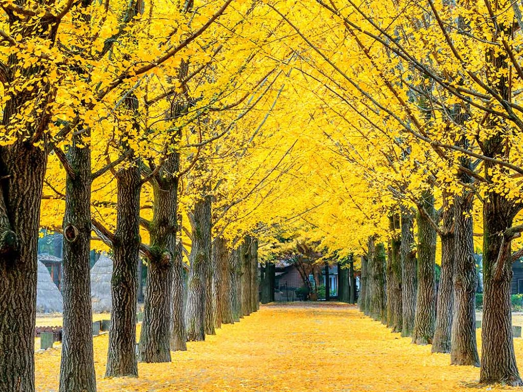 https://mdw-travel-data-us-east-1.s3.amazonaws.com/img/country/South-Korea/Nami-Island/img_03.jpg