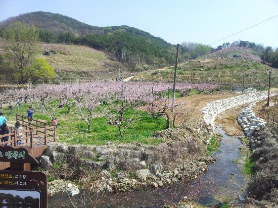 https://mdw-travel-data-us-east-1.s3.amazonaws.com/img/country/South-Korea/The-Great-Gyeongsan-Horizon/img_03.jpg