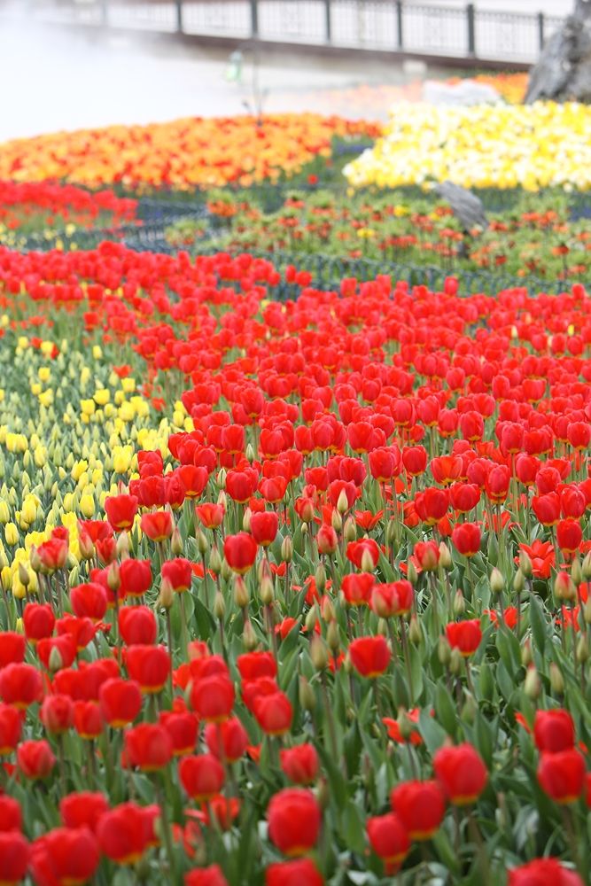 https://mdw-travel-data-us-east-1.s3.amazonaws.com/img/country/South-Korea/Tulip-Festival/img_02.jpg