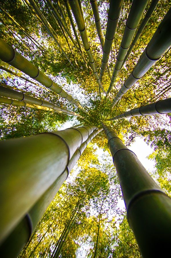 https://mdw-travel-data-us-east-1.s3.amazonaws.com/img/country/South-Korea/Ulsan-Bamboo-Forest/img_02.jpg