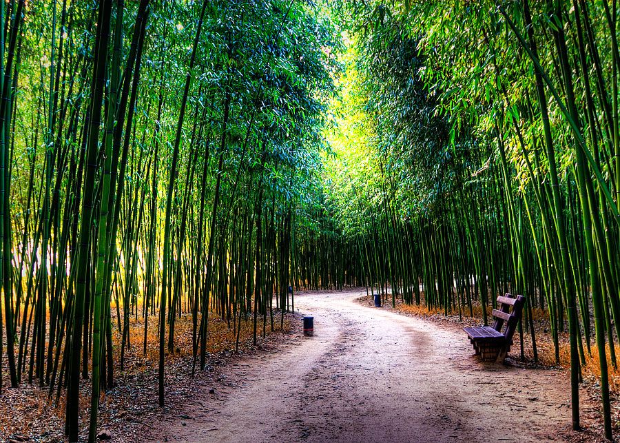 https://mdw-travel-data-us-east-1.s3.amazonaws.com/img/country/South-Korea/Wando-Bamboo-Forest/img_01.jpg