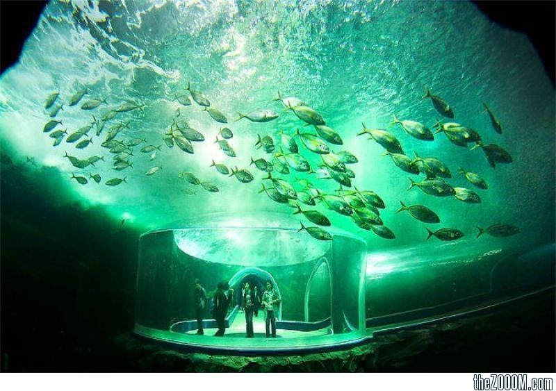 https://mdw-travel-data-us-east-1.s3.amazonaws.com/img/country/South-Korea/Yeosu-Aquarium/img_00.jpg