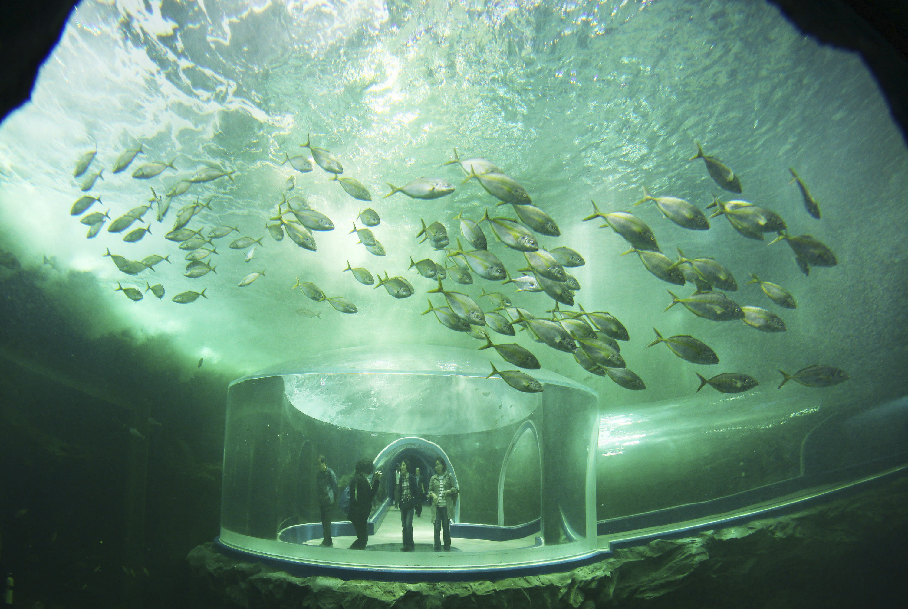 https://mdw-travel-data-us-east-1.s3.amazonaws.com/img/country/South-Korea/Yeosu-Aquarium/img_01.jpg