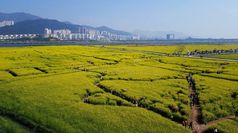 https://mdw-travel-data-us-east-1.s3.amazonaws.com/img/country/South-Korea/Yuchae-Flower-Festival/img_01.jpg
