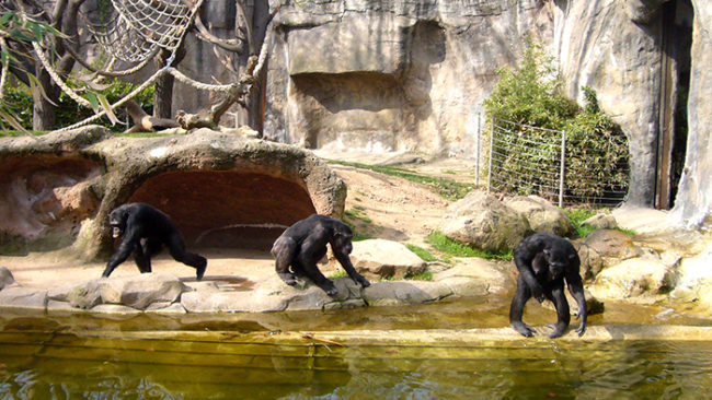 https://mdw-travel-data-us-east-1.s3.amazonaws.com/img/country/Spain/Barcelona-Zoo/img_02.jpg