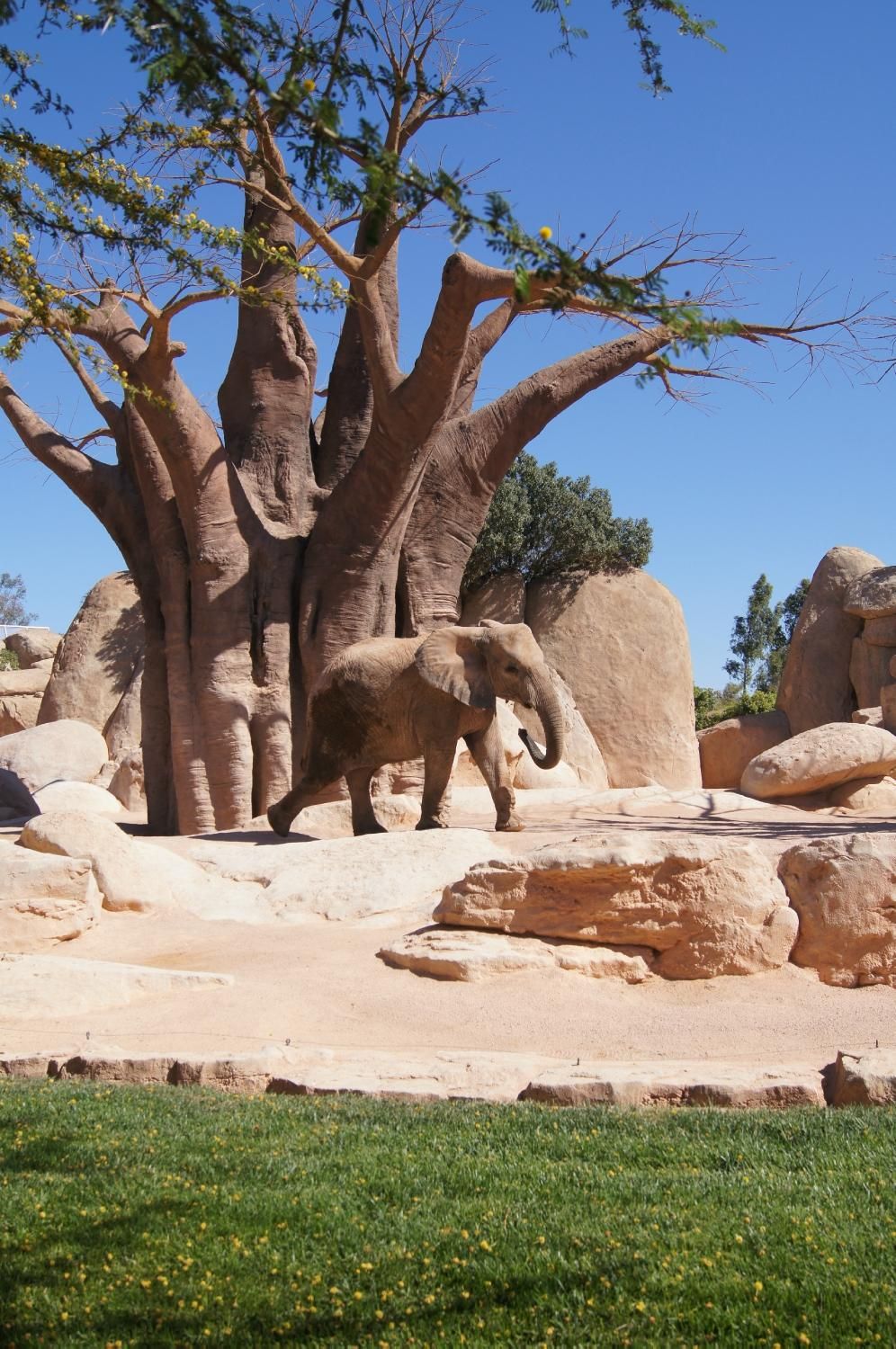 https://mdw-travel-data-us-east-1.s3.amazonaws.com/img/country/Spain/Bioparc-Valencia/img_00.jpg