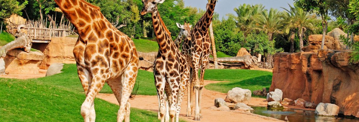 https://mdw-travel-data-us-east-1.s3.amazonaws.com/img/country/Spain/Bioparc-Valencia/img_01.jpg