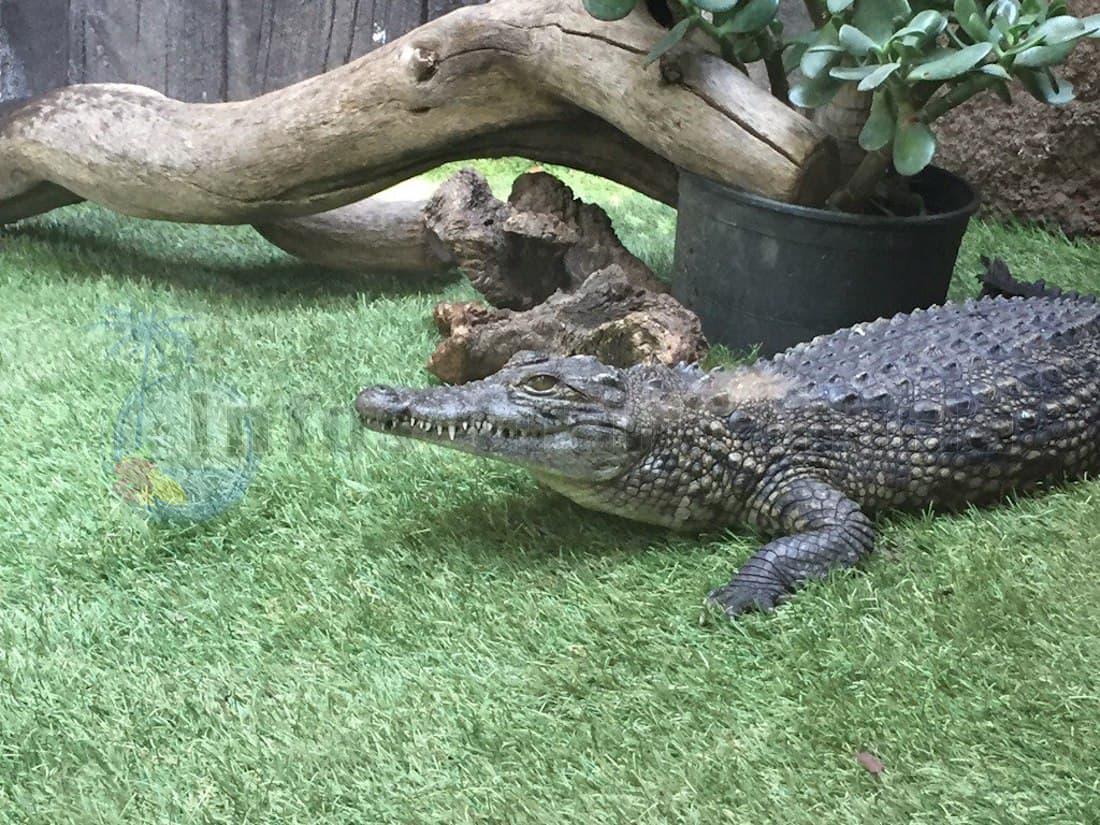 https://mdw-travel-data-us-east-1.s3.amazonaws.com/img/country/Spain/Cocodrilo-Park/img_02.jpg