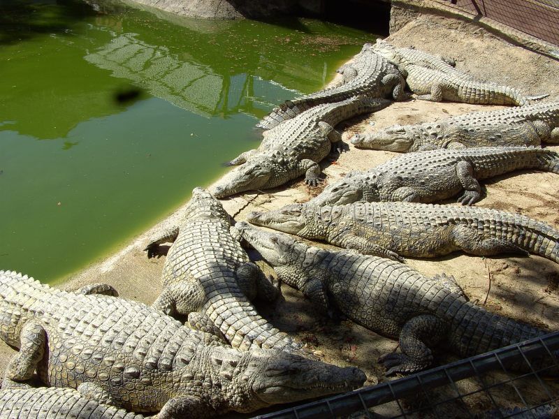 https://mdw-travel-data-us-east-1.s3.amazonaws.com/img/country/Spain/Cocodrilo-Park/img_03.jpg