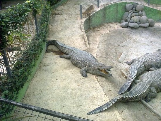 https://mdw-travel-data-us-east-1.s3.amazonaws.com/img/country/Spain/Crocodile-Park/img_03.jpg