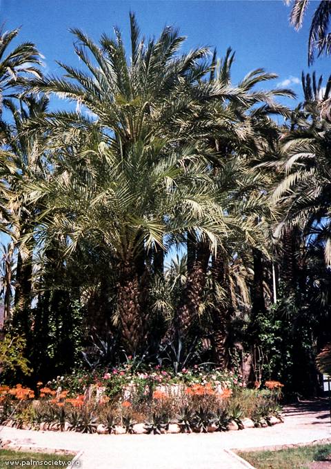 https://mdw-travel-data-us-east-1.s3.amazonaws.com/img/country/Spain/Elche-Palm-Grove/img_04.jpg