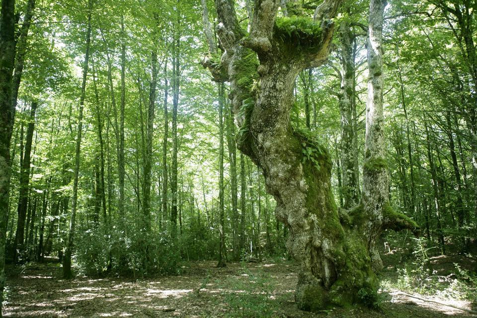 https://mdw-travel-data-us-east-1.s3.amazonaws.com/img/country/Spain/Irati-Forest/img_02.jpg
