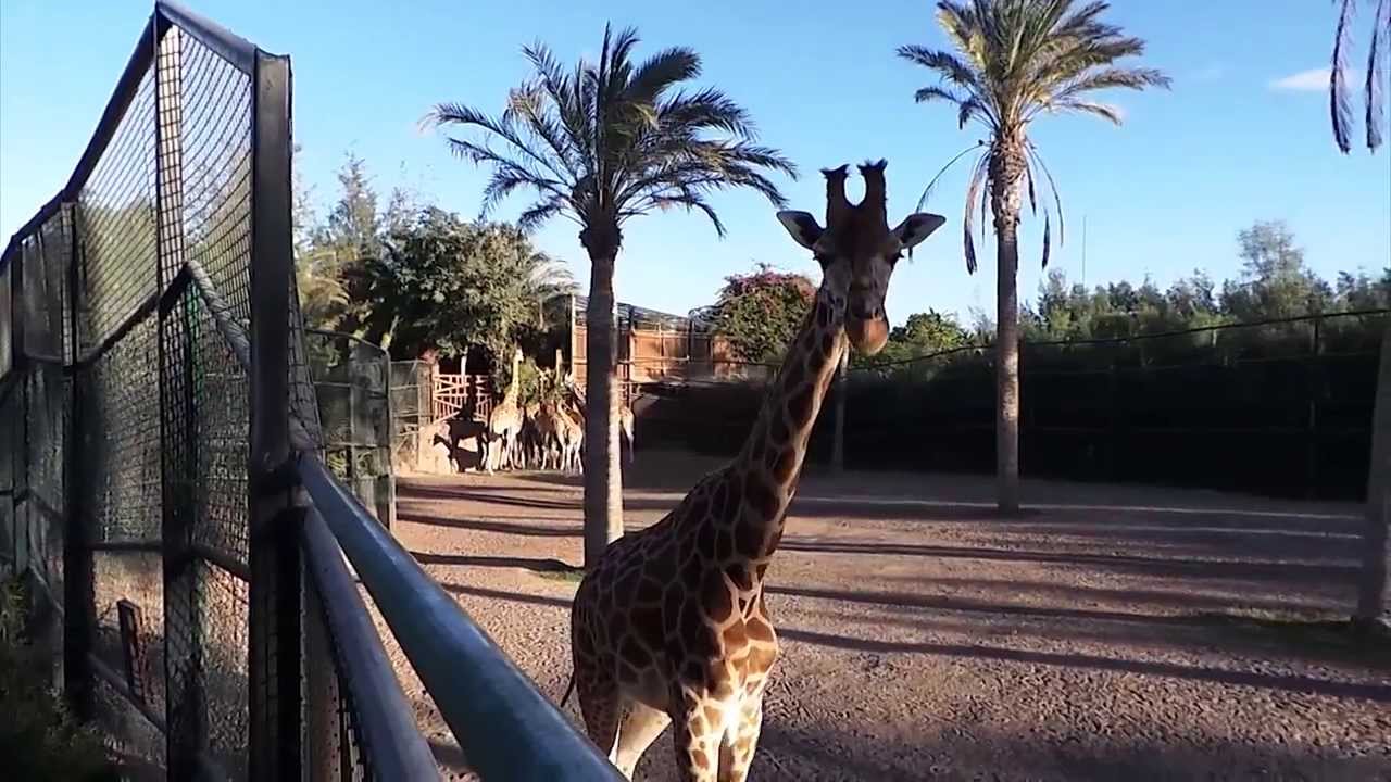 https://mdw-travel-data-us-east-1.s3.amazonaws.com/img/country/Spain/La-Lajita-Oasis-Park/img_00.jpg