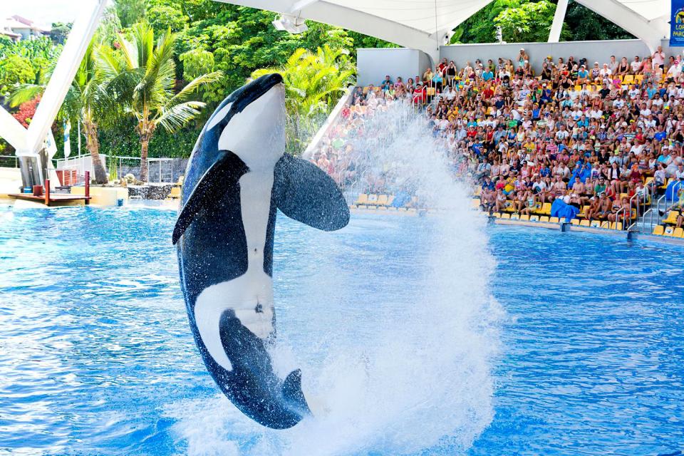 https://mdw-travel-data-us-east-1.s3.amazonaws.com/img/country/Spain/Loro-Parque/img_01.jpg