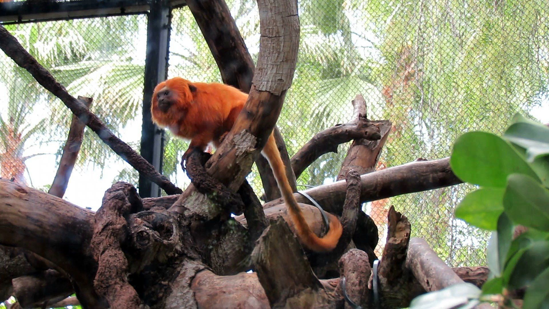https://mdw-travel-data-us-east-1.s3.amazonaws.com/img/country/Spain/Loro-Parque/img_03.jpg
