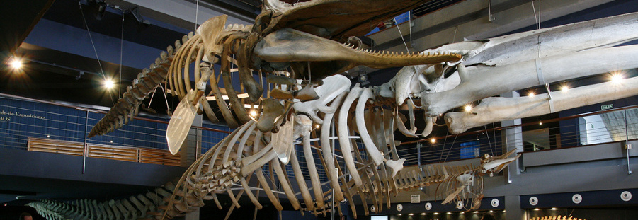 https://mdw-travel-data-us-east-1.s3.amazonaws.com/img/country/Spain/Maritime-Museum-of-Cantabria/img_03.jpg