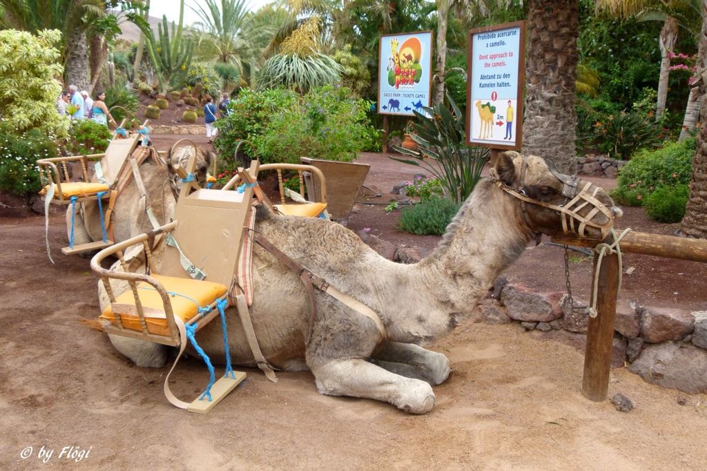 https://mdw-travel-data-us-east-1.s3.amazonaws.com/img/country/Spain/Oasis-Park/img_03.jpg